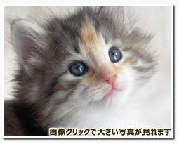 ノルウェージャンフォレストキャット