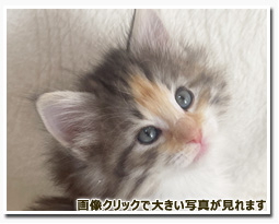 ノルウェージャンフォレストキャット