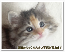 ノルウェージャンフォレストキャット