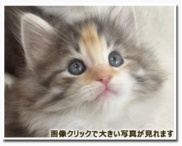 ノルウェージャンフォレストキャット