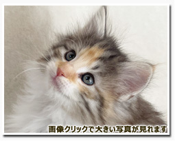 ノルウェージャンフォレストキャット