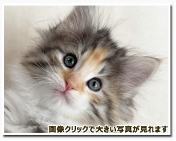 ノルウェージャンフォレストキャット