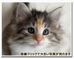 ノルウェージャンフォレストキャット