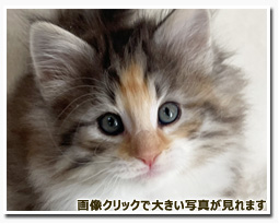 ノルウェージャンフォレストキャット