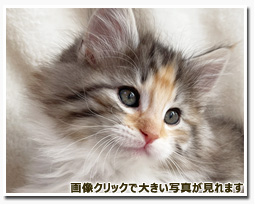 ノルウェージャンフォレストキャット