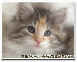 ノルウェージャンフォレストキャット