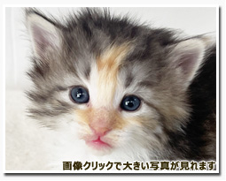 ノルウェージャンフォレストキャット