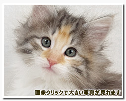 ノルウェージャンフォレストキャット