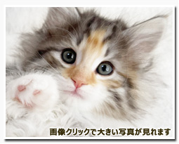 ノルウェージャンフォレストキャット