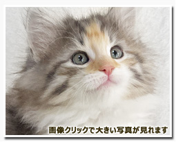 ノルウェージャンフォレストキャット