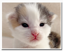 ノルウェージャンフォレストキャット