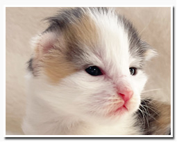 ノルウェージャンフォレストキャット