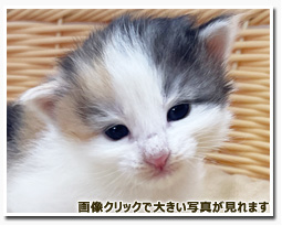 ノルウェージャンフォレストキャット