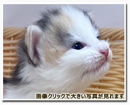 ノルウェージャンフォレストキャット