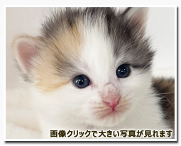 ノルウェージャンフォレストキャット