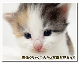 ノルウェージャンフォレストキャット