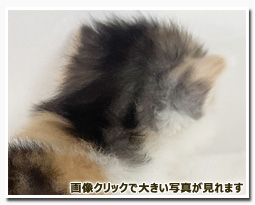 ノルウェージャンフォレストキャット