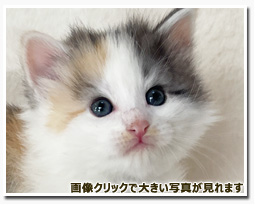 ノルウェージャンフォレストキャット