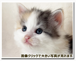 ノルウェージャンフォレストキャット