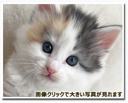 ノルウェージャンフォレストキャット