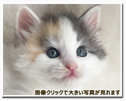 ノルウェージャンフォレストキャット