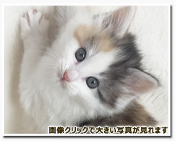 ノルウェージャンフォレストキャット