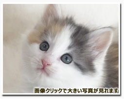 ノルウェージャンフォレストキャット