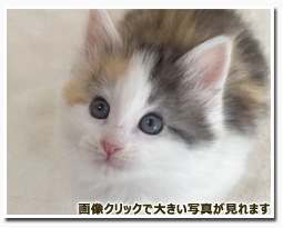 ノルウェージャンフォレストキャット