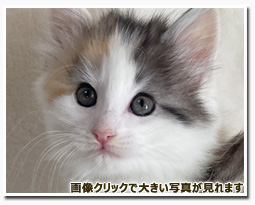 ノルウェージャンフォレストキャット