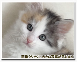 ノルウェージャンフォレストキャット