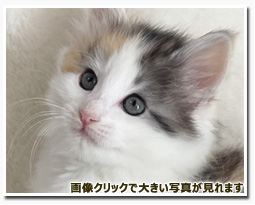 ノルウェージャンフォレストキャット