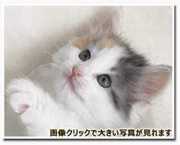 ノルウェージャンフォレストキャット