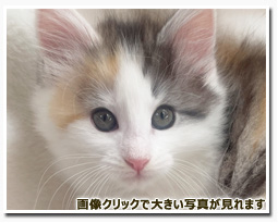 ノルウェージャンフォレストキャット