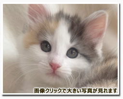 ノルウェージャンフォレストキャット