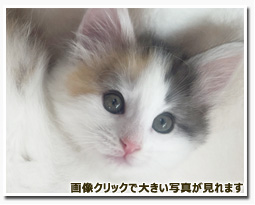 ノルウェージャンフォレストキャット