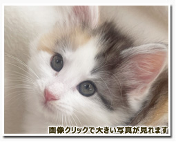 ノルウェージャンフォレストキャット