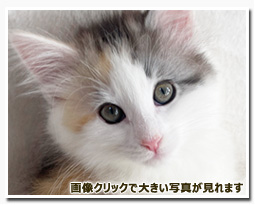 ノルウェージャンフォレストキャット