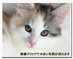 ノルウェージャンフォレストキャット