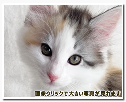 ノルウェージャンフォレストキャット