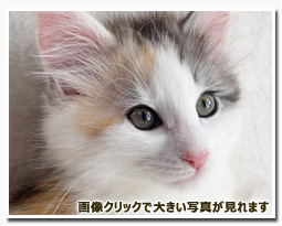 ノルウェージャンフォレストキャット