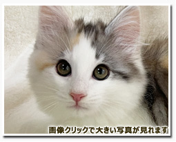 ノルウェージャンフォレストキャット