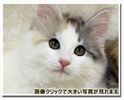 ノルウェージャンフォレストキャット