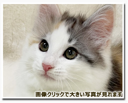 ノルウェージャンフォレストキャット