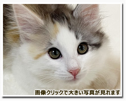 ノルウェージャンフォレストキャット