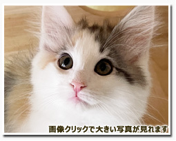 ノルウェージャンフォレストキャット