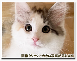 ノルウェージャンフォレストキャット