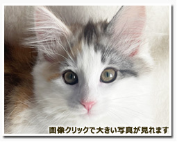 ノルウェージャンフォレストキャット