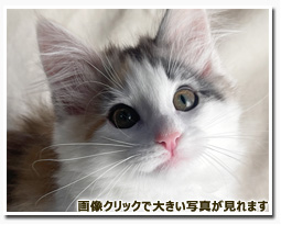 ノルウェージャンフォレストキャット