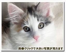 ノルウェージャンフォレストキャット