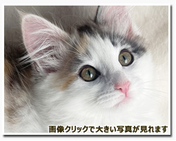 ノルウェージャンフォレストキャット